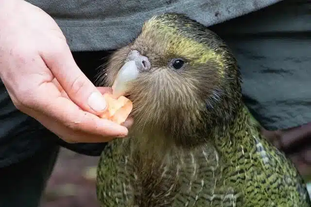 Kakapo being fed by hand