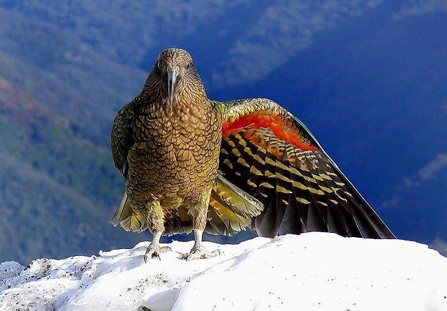 A kea showing off its colourful wing feathers