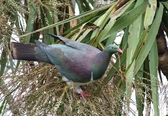 The New Zealand Wood Pigeon otherwise known as the Kereru