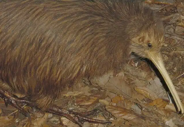 A kiwi camouflaged against autumnal leaves