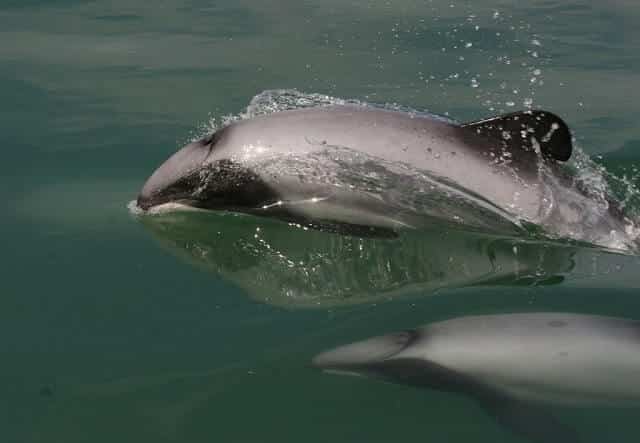 A couple of Maui Dolphins swimming in the sea