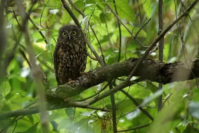 The Morepork watches from a tree branch