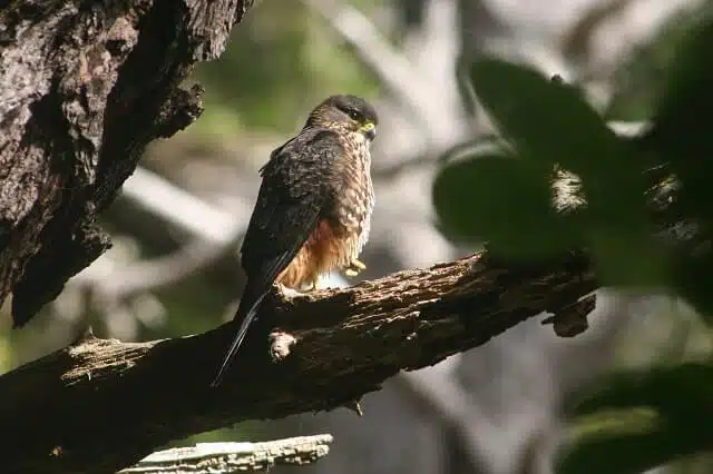 A small New Zealand Falcon on a tree branch