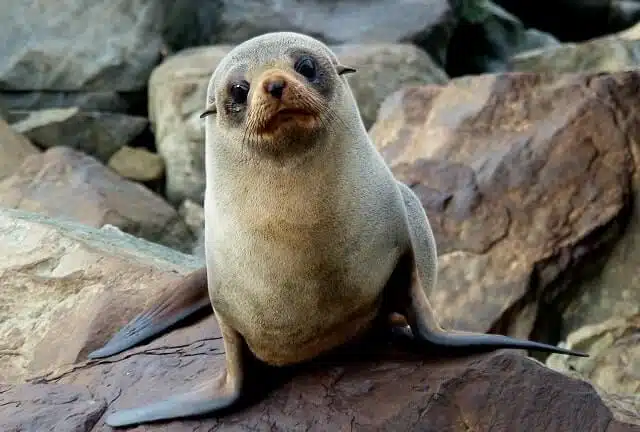 New Zealand Fur Seal on the rocks
