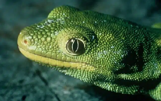 A close up of a Nelson Green Gecko