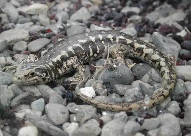 An Otago Skink camouflaged in rocks