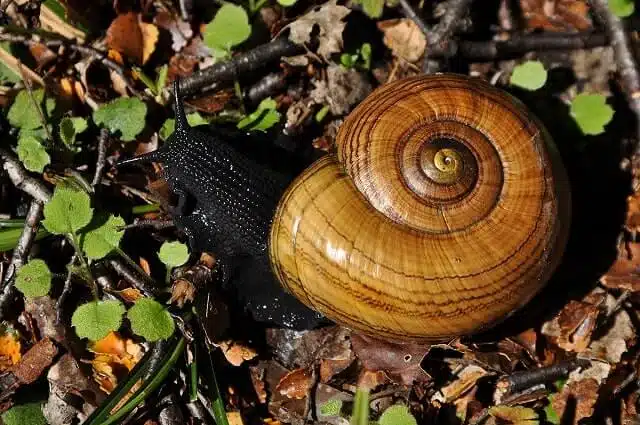 A beautiful powelliphanta snail