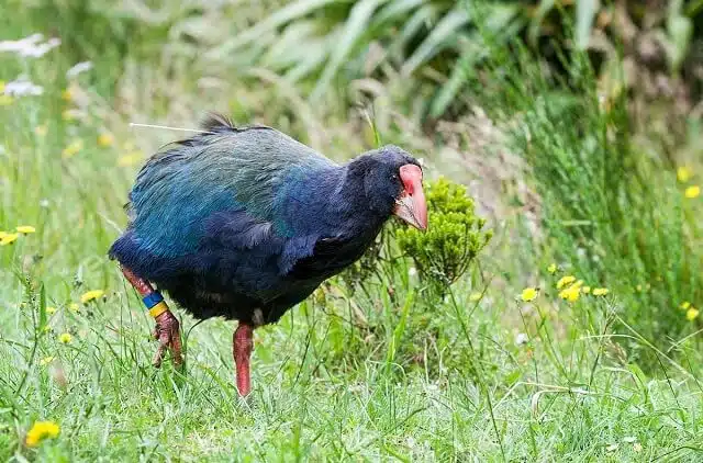 A Takahe on the prowl in some long grass