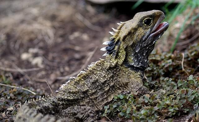 A Tuatara laying still on the ground