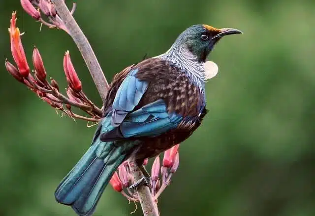 A beautiful Tui on a tree branch