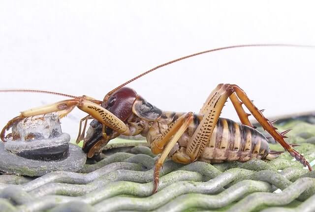 A weta crawling along