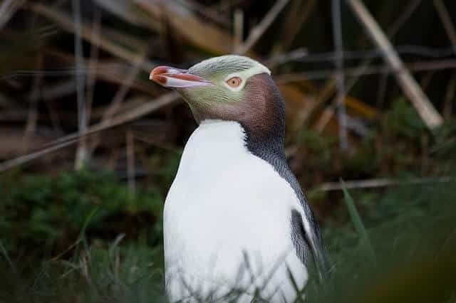 A hoiho yellow eyed penguin