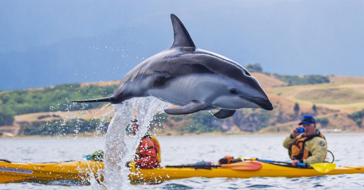 A dolphin jumping out of the water with two kayakers in the background