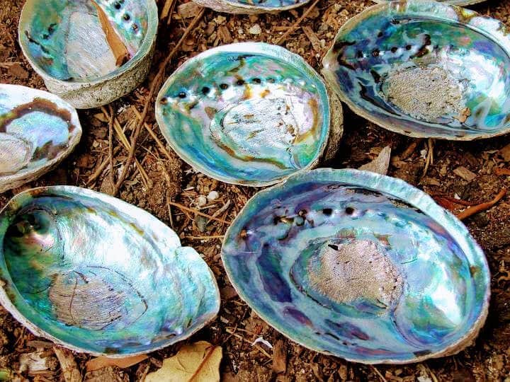Paua shells on the ground