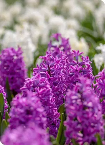 Close up image of purple lupins