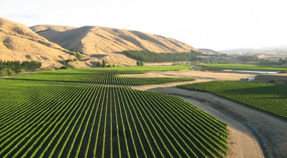 Martinborough Vineyard Banner