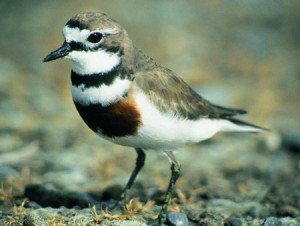 New Zealand Dotterel