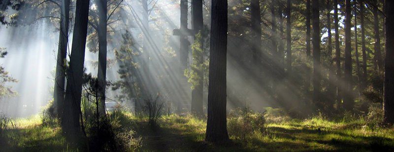 Tree Forest