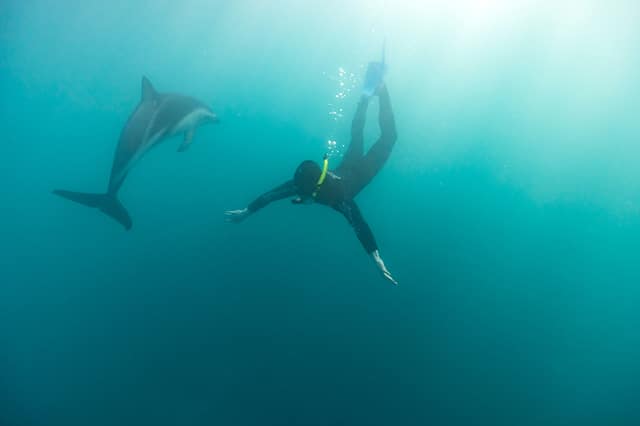 A person in a wetsuit swimming underwater alongside a dolphin
