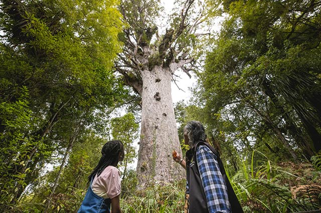 2 people looking up at a large Kauri tree in Waipoua Forest in Northland