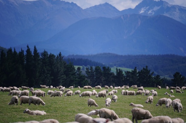 A farm of sheep in the shadows of a mountain range