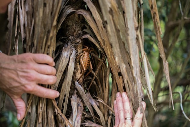 A large Weta hiding away in the brown fronds of a tree