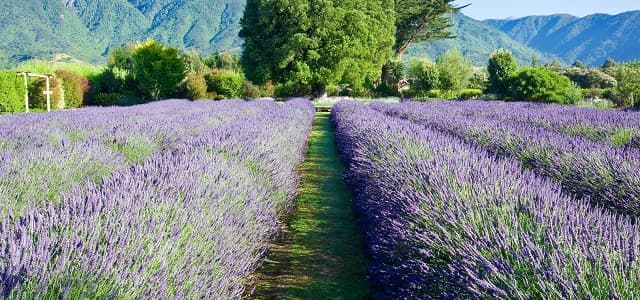 Lavendyl Lavender Farm Kaikoura