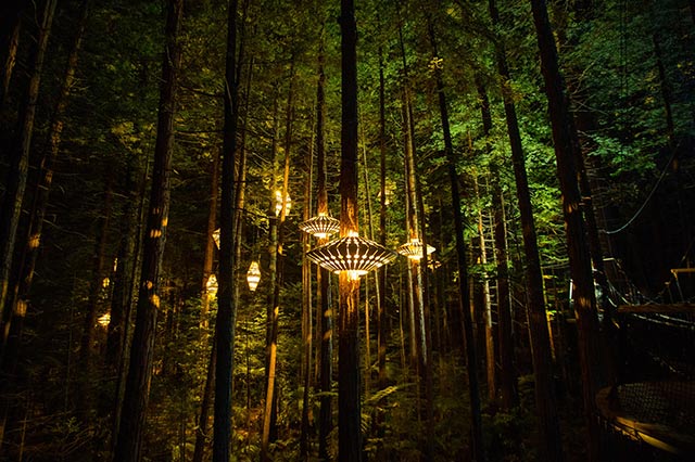 the tall redwood trees lit up at night