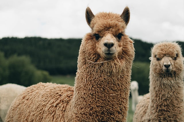 two brown alpacas looking at the camera 