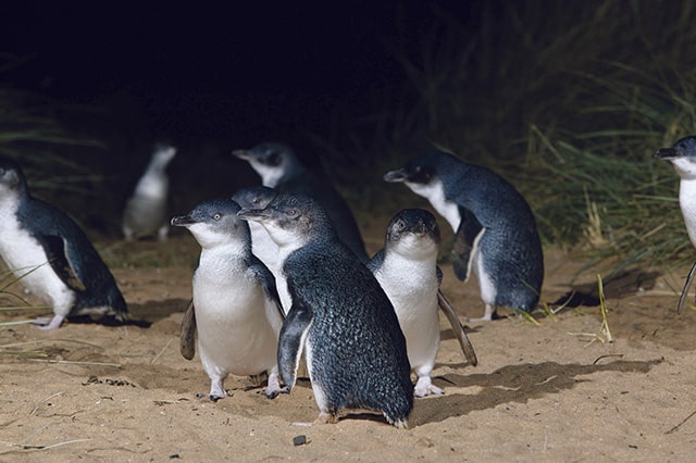a group of blue penguins on the sand