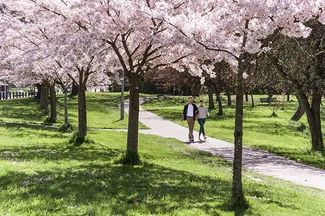 2 people walking below the cherry blossoms at Hagley Park