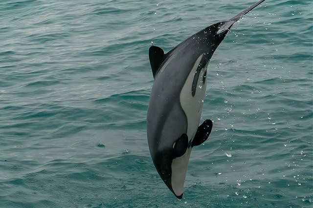 hector's dolphin leaping out of the water