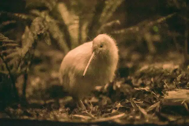 a native kiwi bird walking through brown foliage