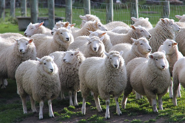 a flock of sheep at the Walters Peak Farm