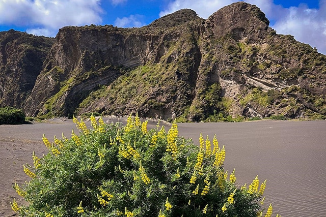 Waitakere Ranges Regional Park